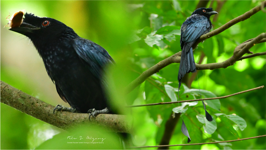 Greater%20Racket-tailed%20Drongo